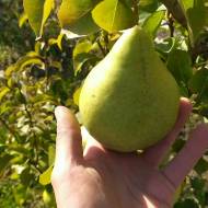 Саженец Груша Ракета (карликовый подвой) в контейнере